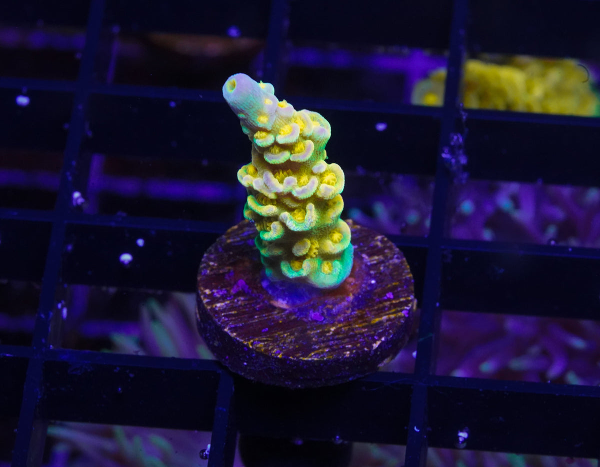 Walt Disney Tenuis Acropora ~1” - WYSIWYG Aquacultured