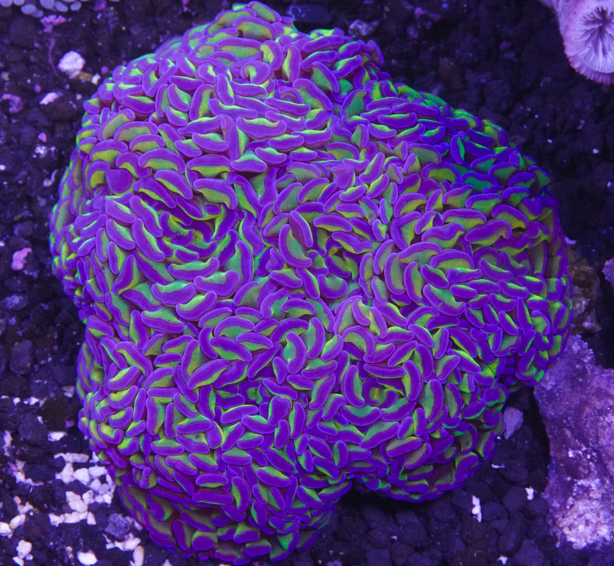 Aussie Neon Green Purple Tip Branching Hammer Colony - WYSIWYG