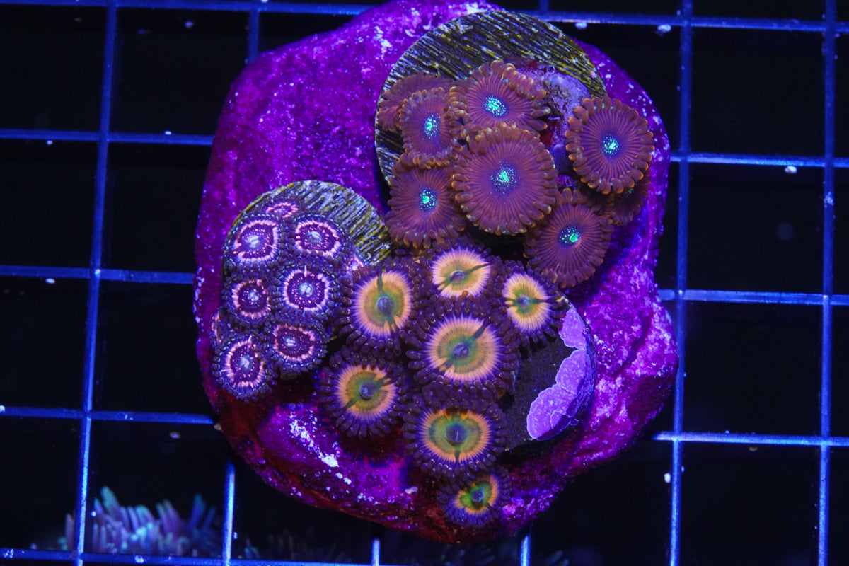 Zoanthid Combo Rock - Aquacultured WYSIWYG