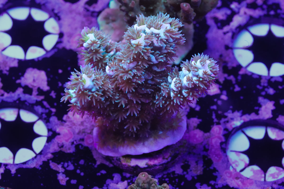 Indo Premium Tenuis Acropora - WYSIWYG