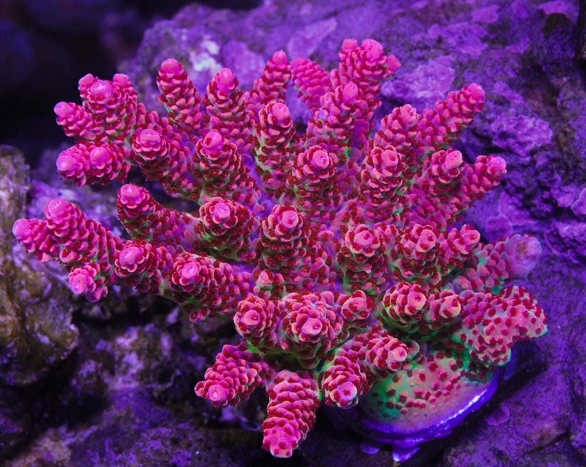 TSA Princess Peach Acropora Colony - WYSIWYG Aquacultured