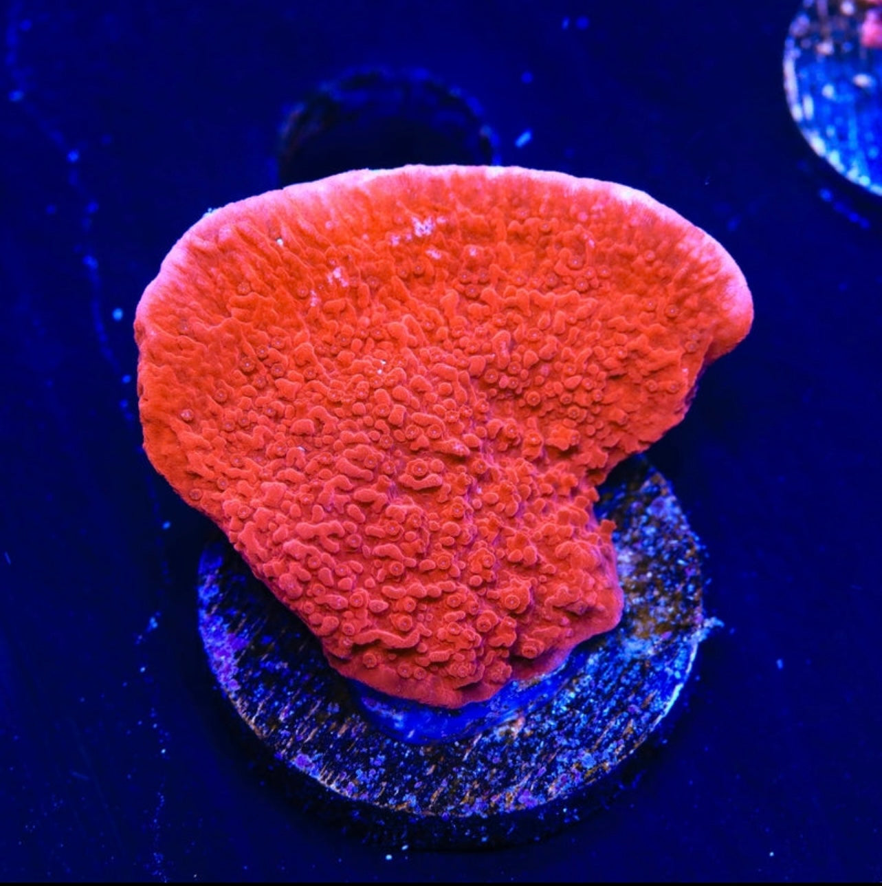 Red Montipora Cap