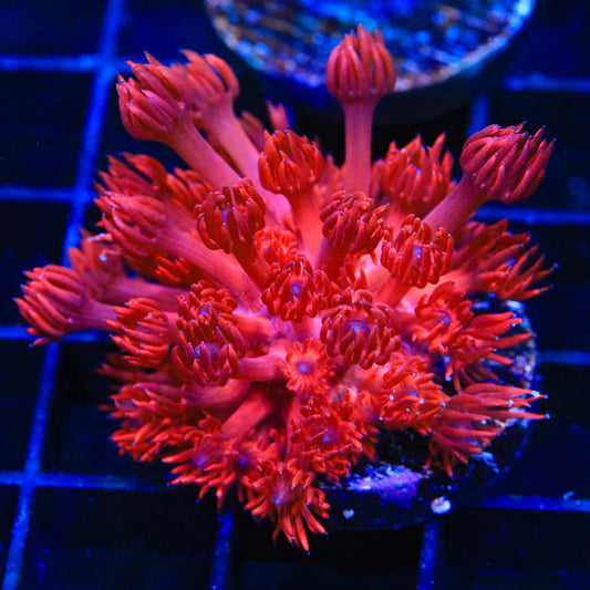 ORA Cherry Red Goniopora - Stock Frag