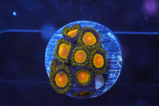 King Midas Zoanthid - WYSIWYG