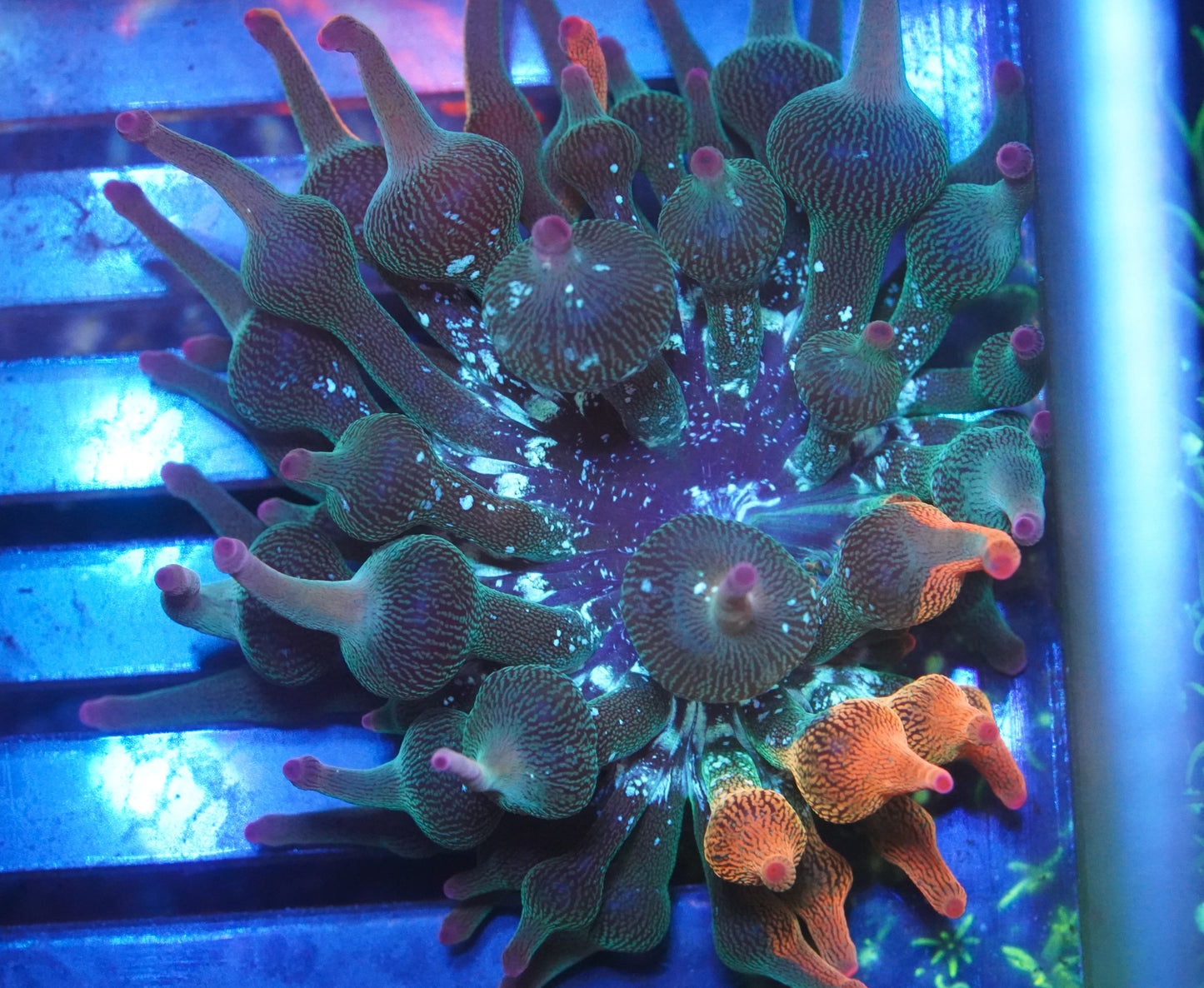 ECC Nexus Burst Bubble Tip Anenome 1/4 Red - Stock Frag