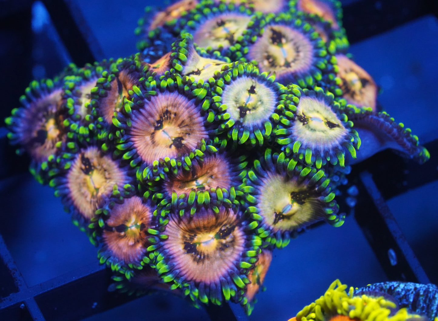 Nirvana Zoanthid - Aquacultured Stock Frag