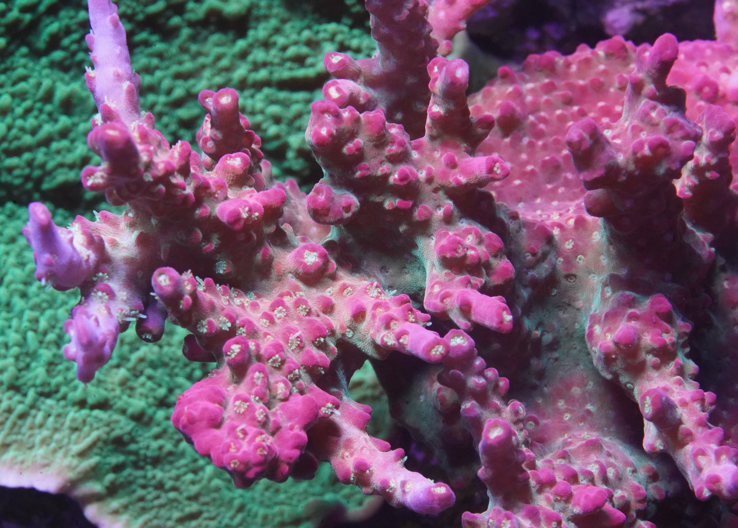 Tyree Pinky The Bear Acropora - Aquacultured Stock Frag