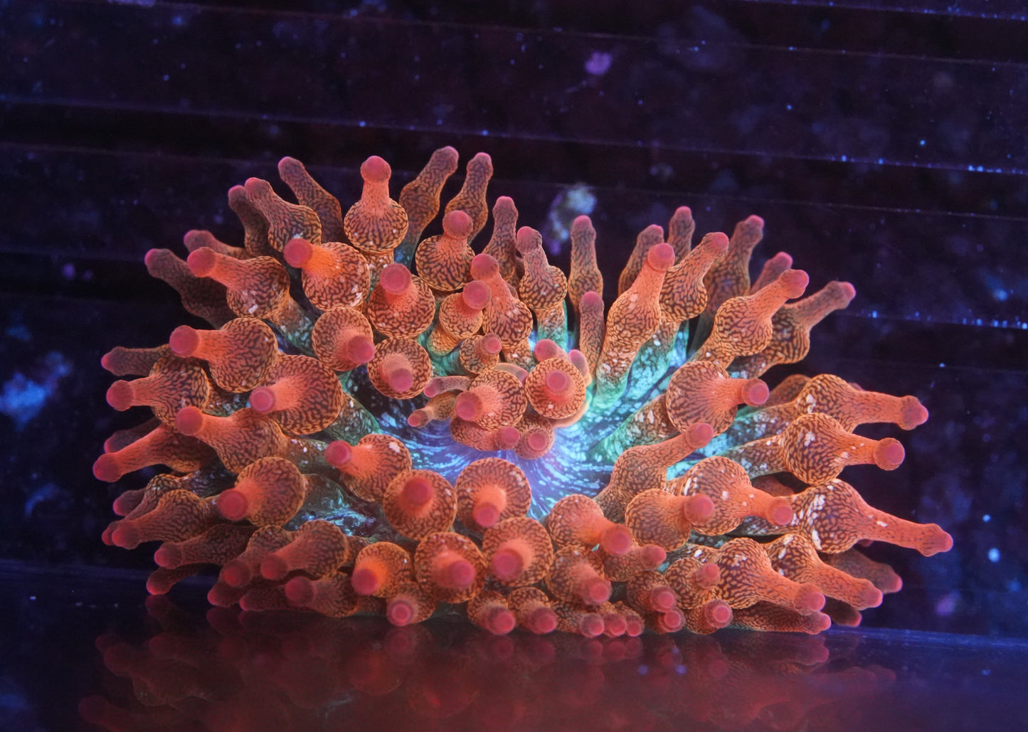 ECC Rainbow Bubble Tip Anenome - Stock frag