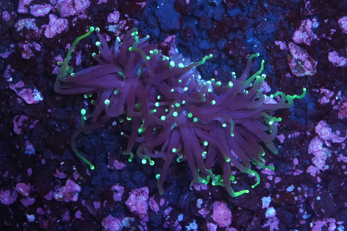 Dragon Soul Torch - WYSIWYG