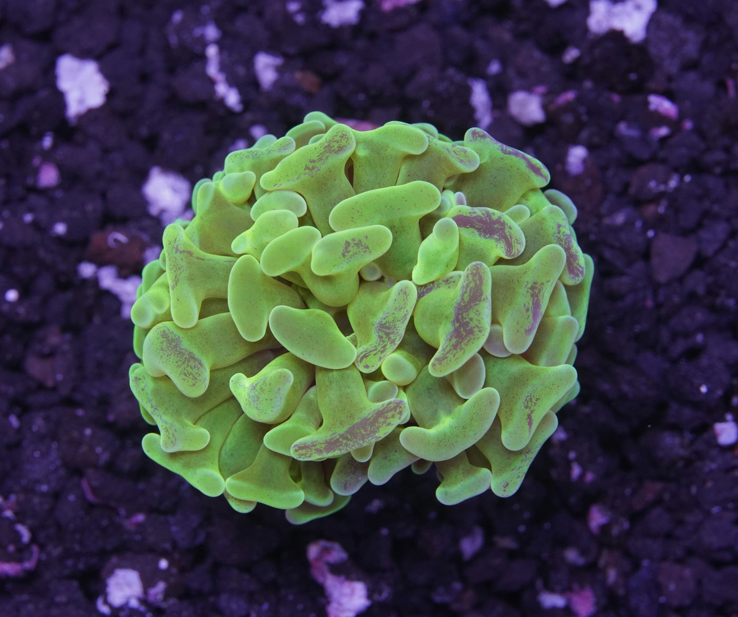 ECC Toxic Branching Hammer - WYSIWYG
