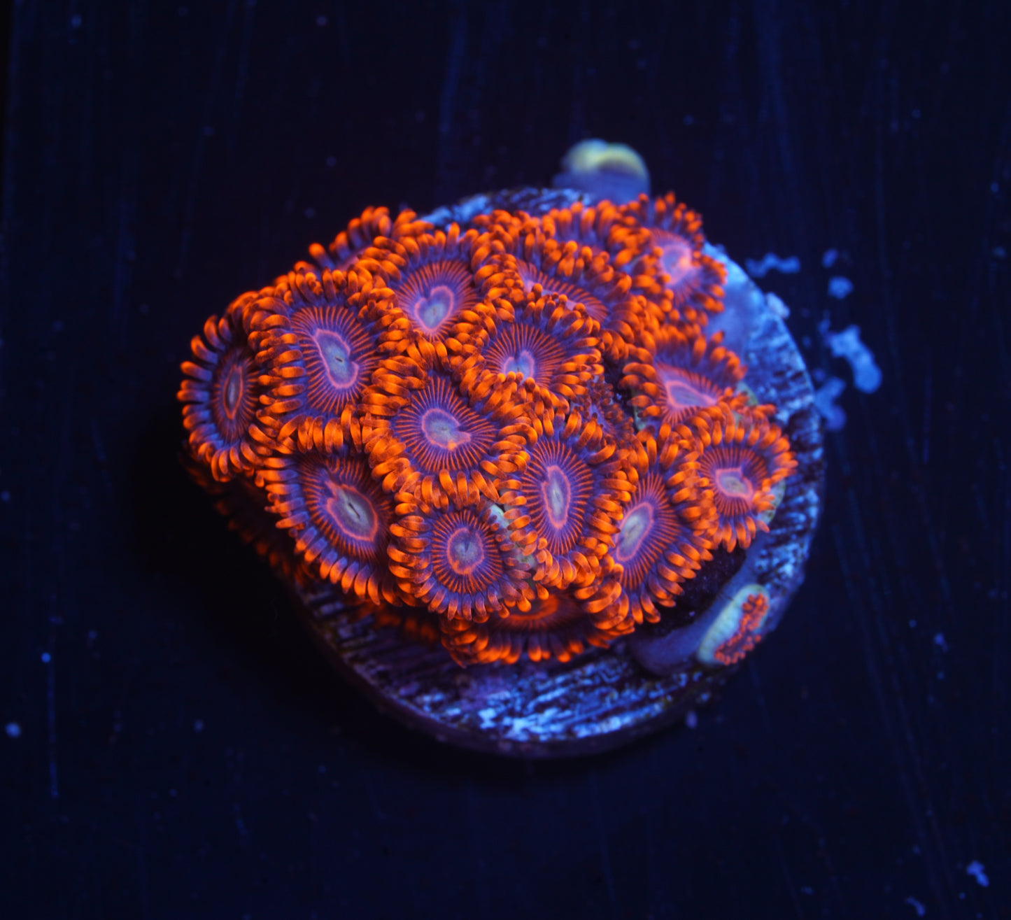 WWC Twizzler Zoanthid - Aquacultured Stock Frag