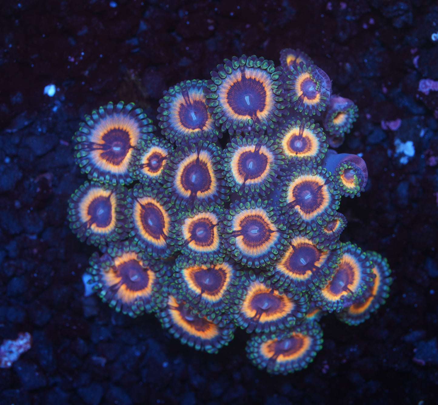 Vampire in Drag Zoanthid - Cut to Order