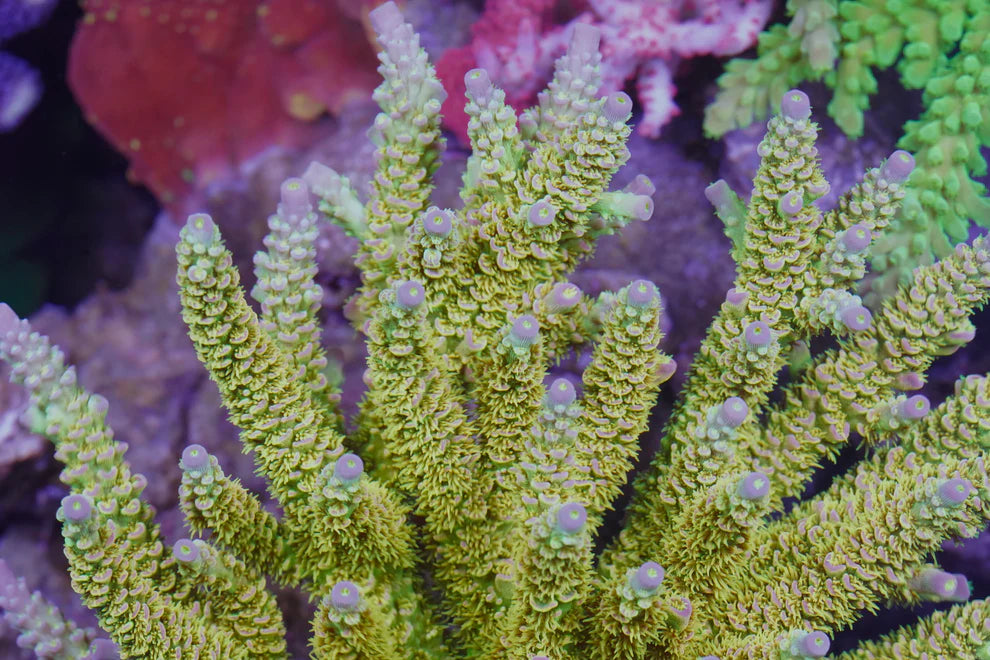 Walt Disney Acropora - Aquacultured Stock Frag