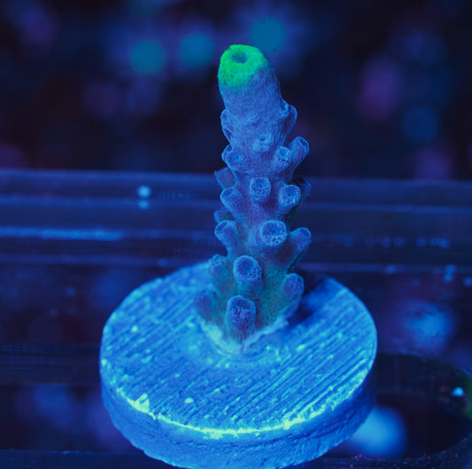 WWC Yellow Tip Acropora - WYSIWYG