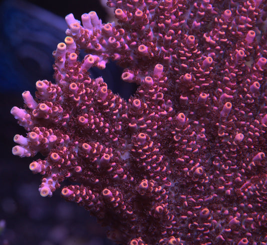TSA Fruity Pebbles Acropora - Cut to Order