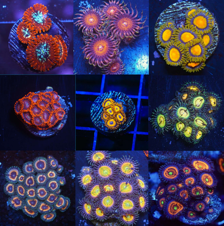 Zoanthid Frag Pack 3 Aquacultured