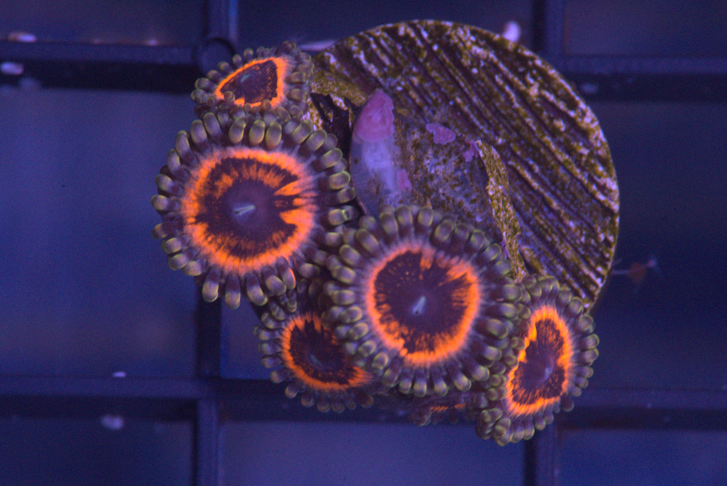 Armor of God Zoanthid
