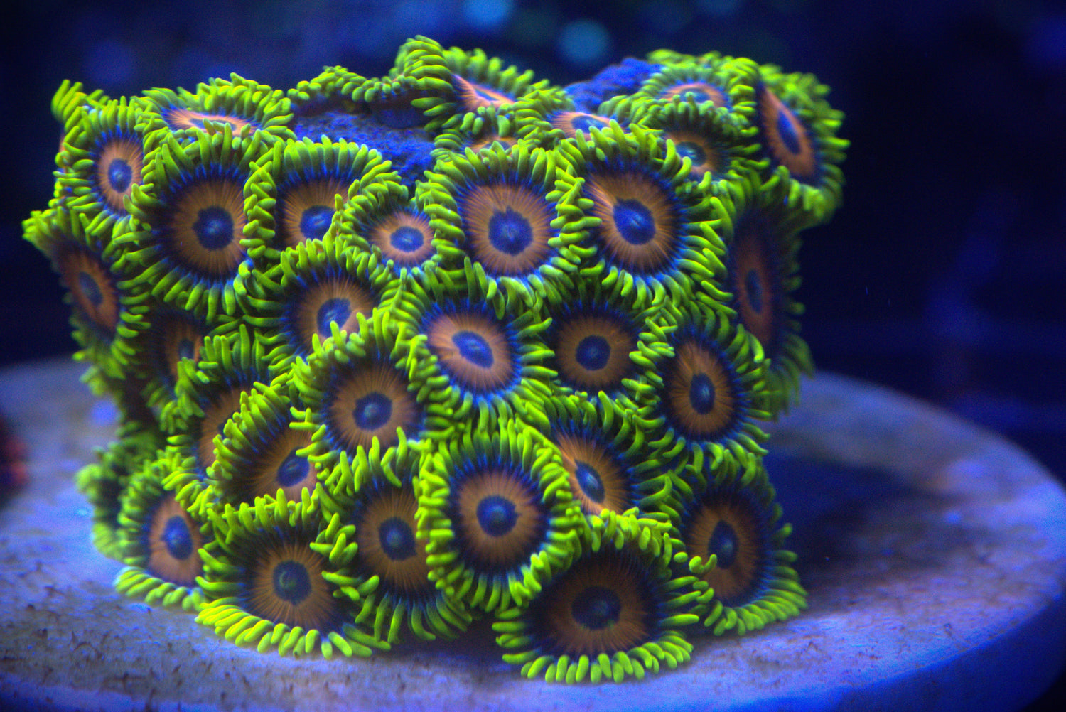 Zoanthids