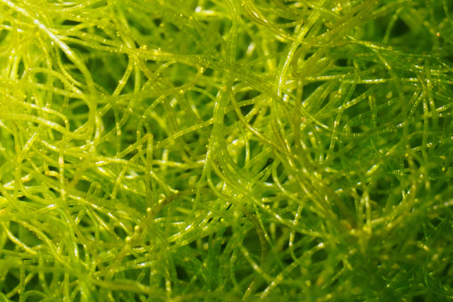 Macroalgae