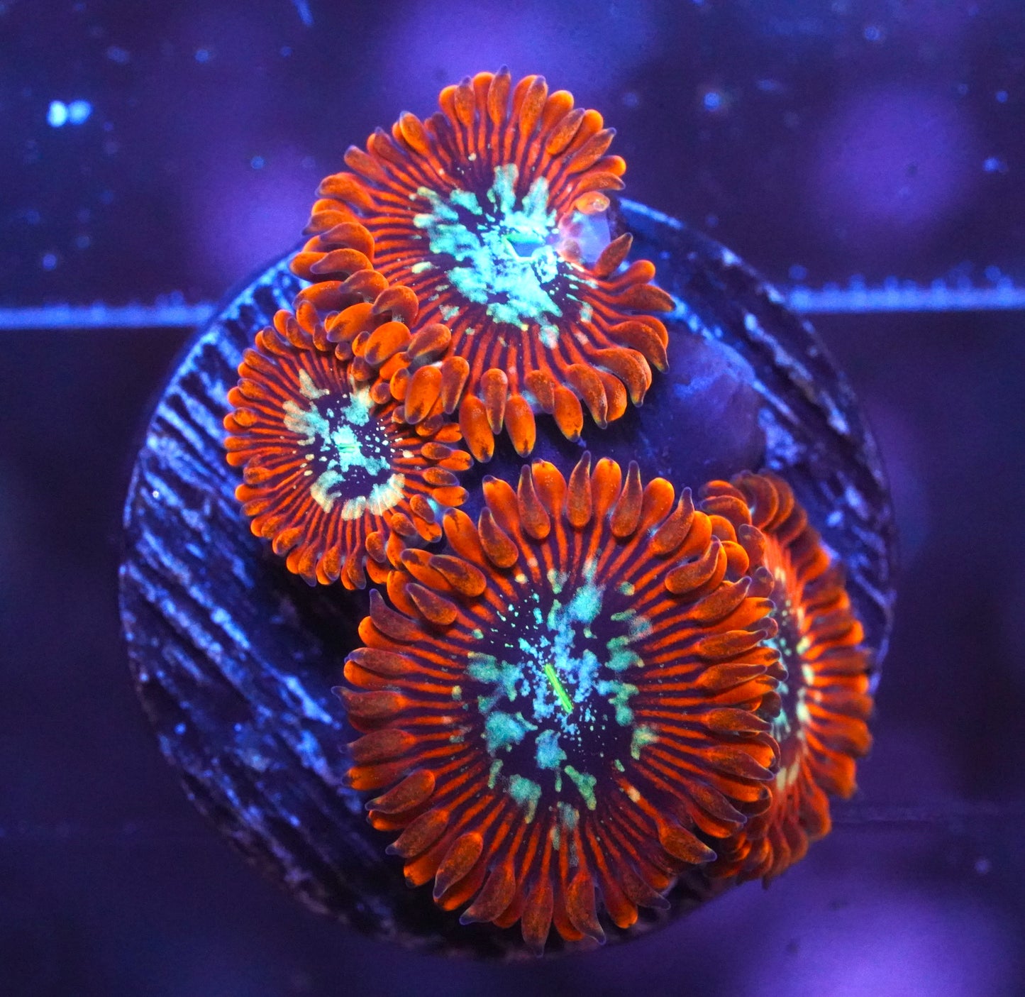 TSA Acid Bath Zoanthid - WYSIWYG