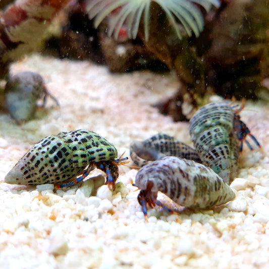 Blue Leg Hermit Crab