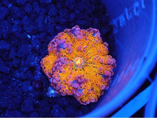 Rainbow Mushroom - Aquacultured WYSIWYG