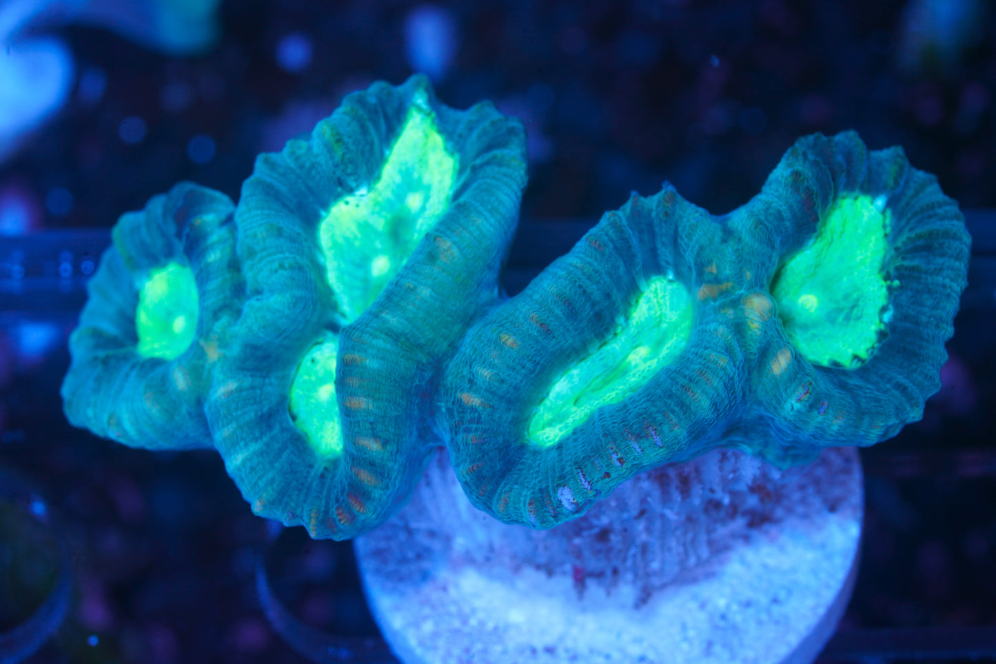 Pinwheel Candy Cane - WYSIWYG