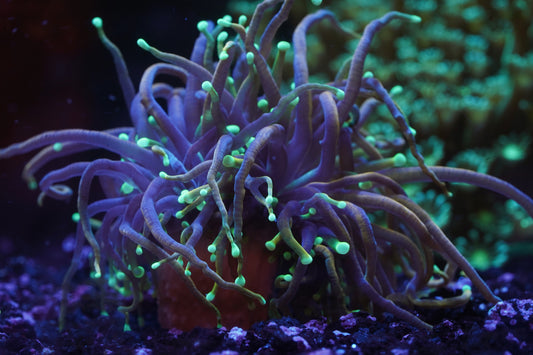 Dragon Soul Torch - WYSIWYG