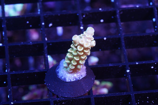 Indo Premium Tenuis Acropora - WYSIWYG