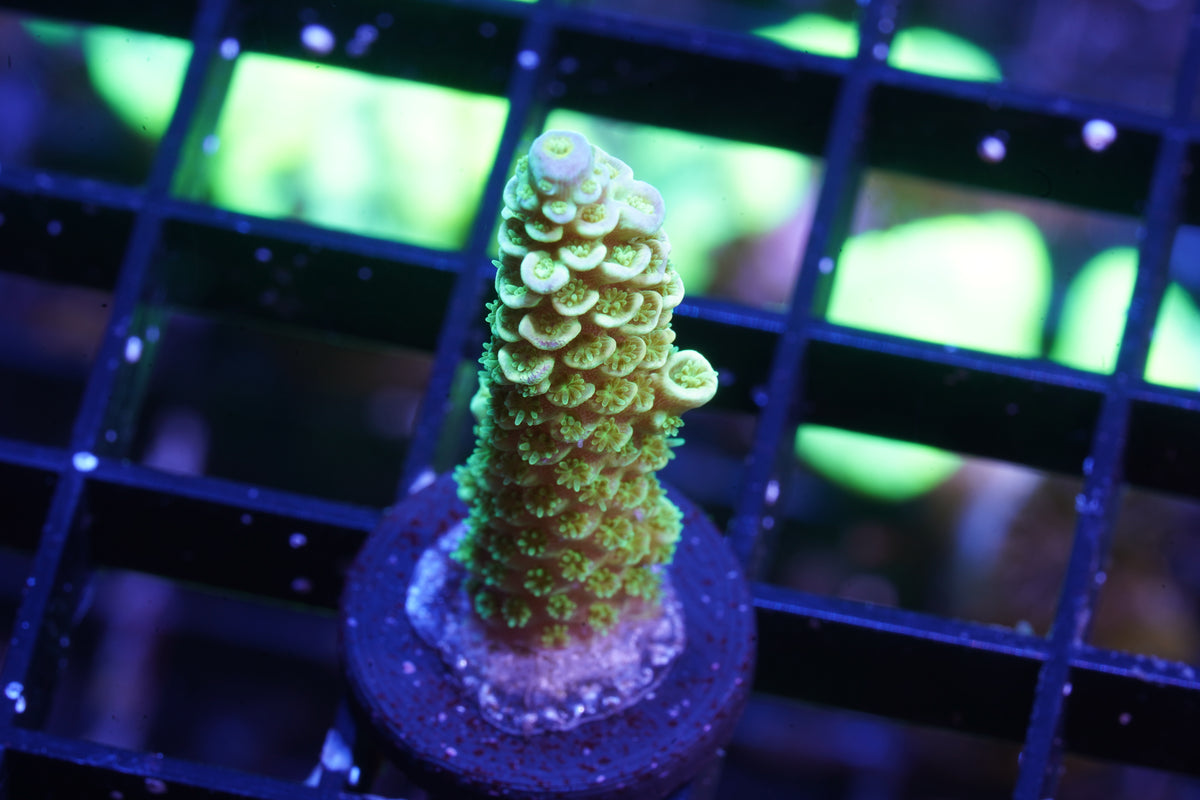 Indo Premium Tenuis Acropora - WYSIWYG