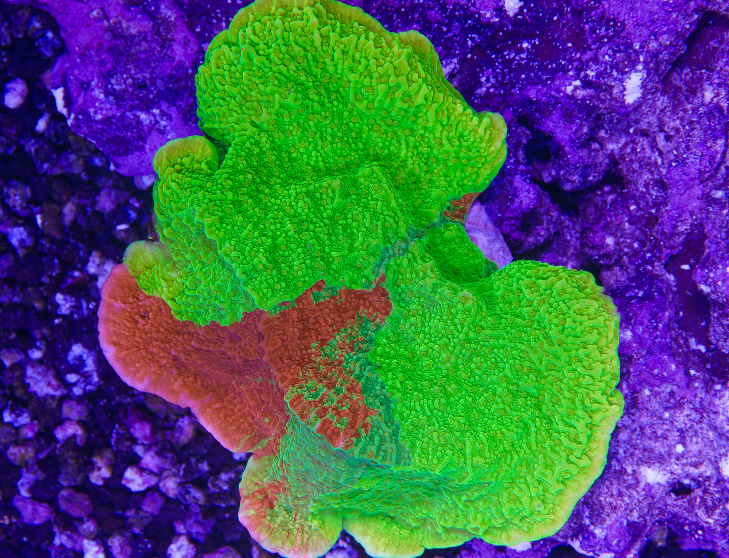 TSA Mind Meld Montipora - Aquacultured WYSIWYG