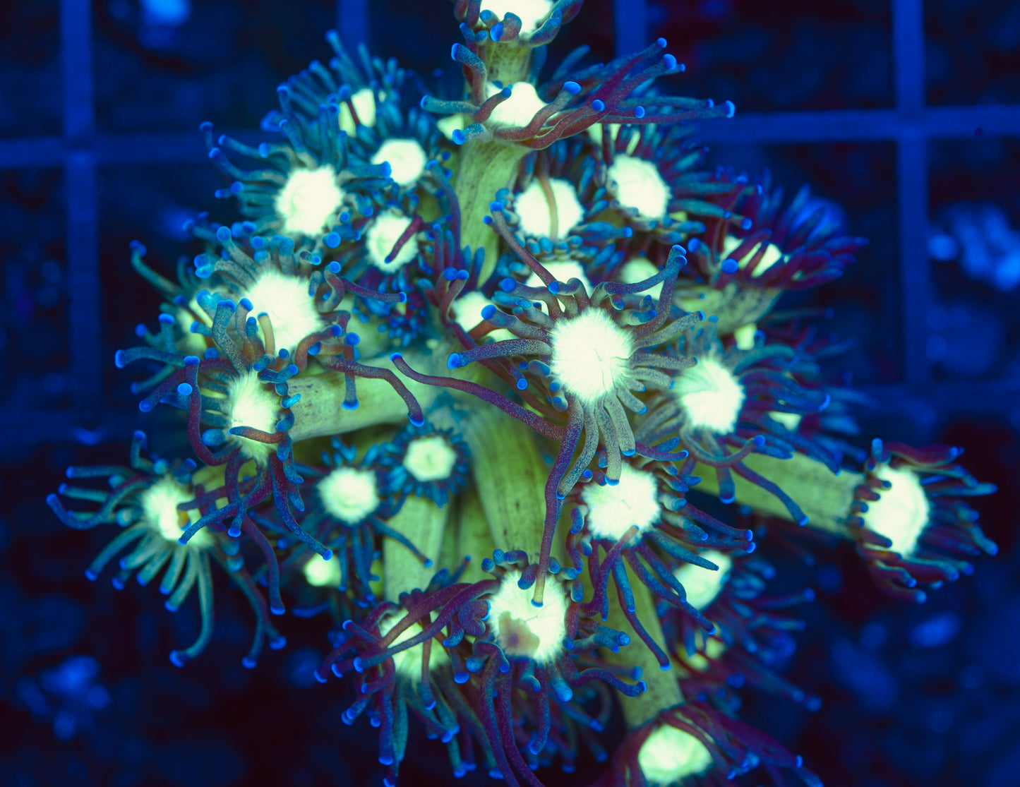 TSA Sparkle Goniopora - Aquacultured WYSIWYG