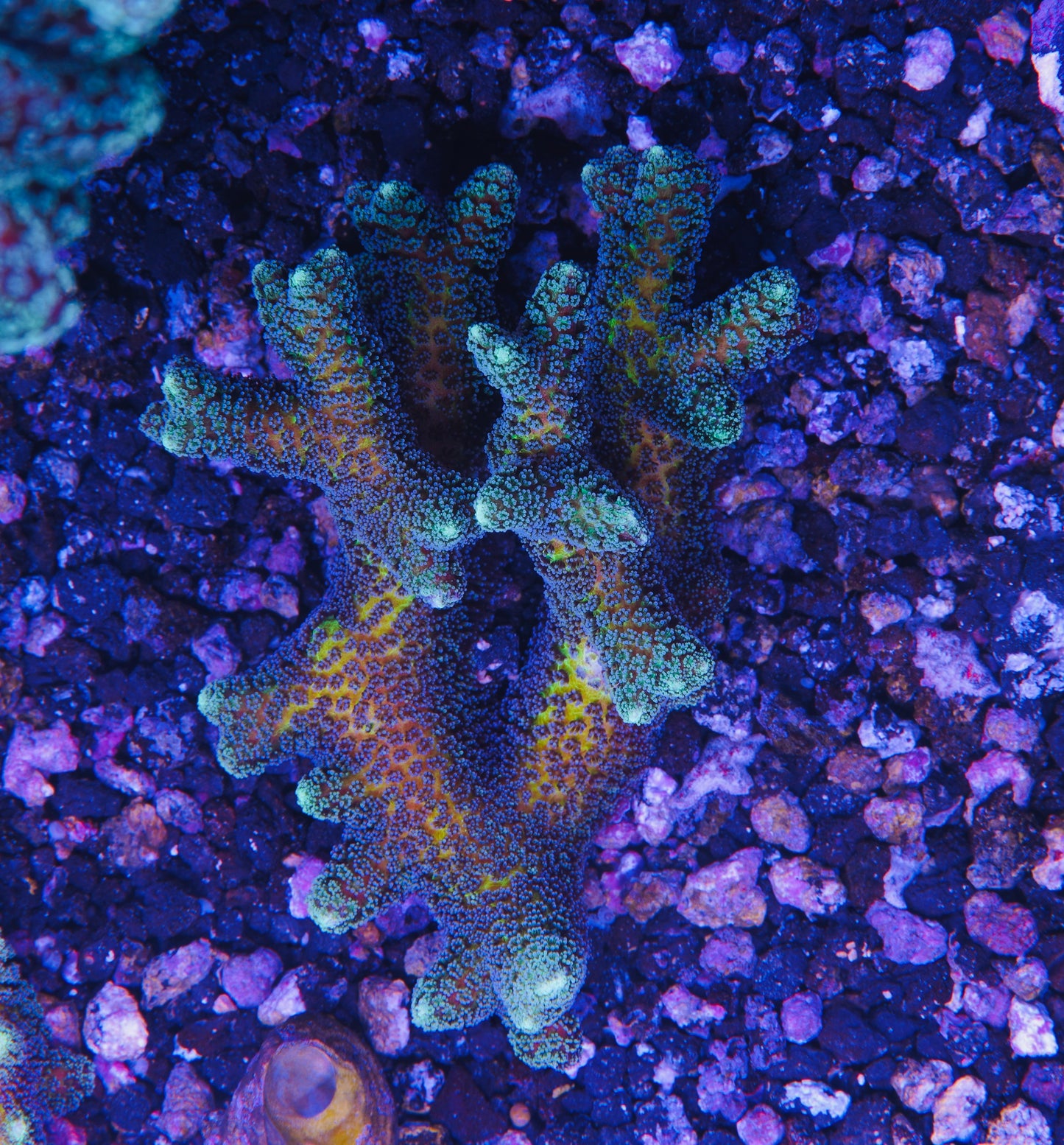 ORA Bird of Paradise - Aquacultured WYSIWYG