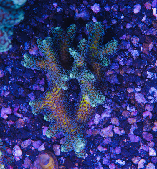 ORA Bird of Paradise - Aquacultured WYSIWYG