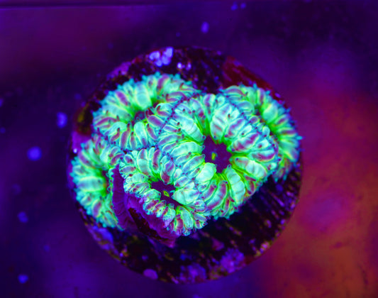 Starry Nights Blastomussa Merletti - Aquacultured WYSIWYG