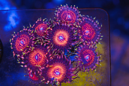 God of War Zoanthid - Aquacultured WYSIWYG