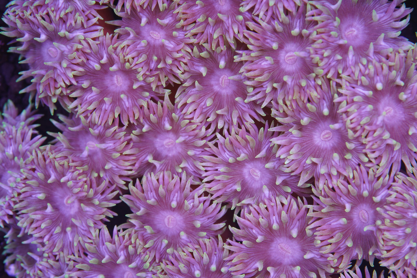 Australian Duncans - Aquacultured Stock Frag