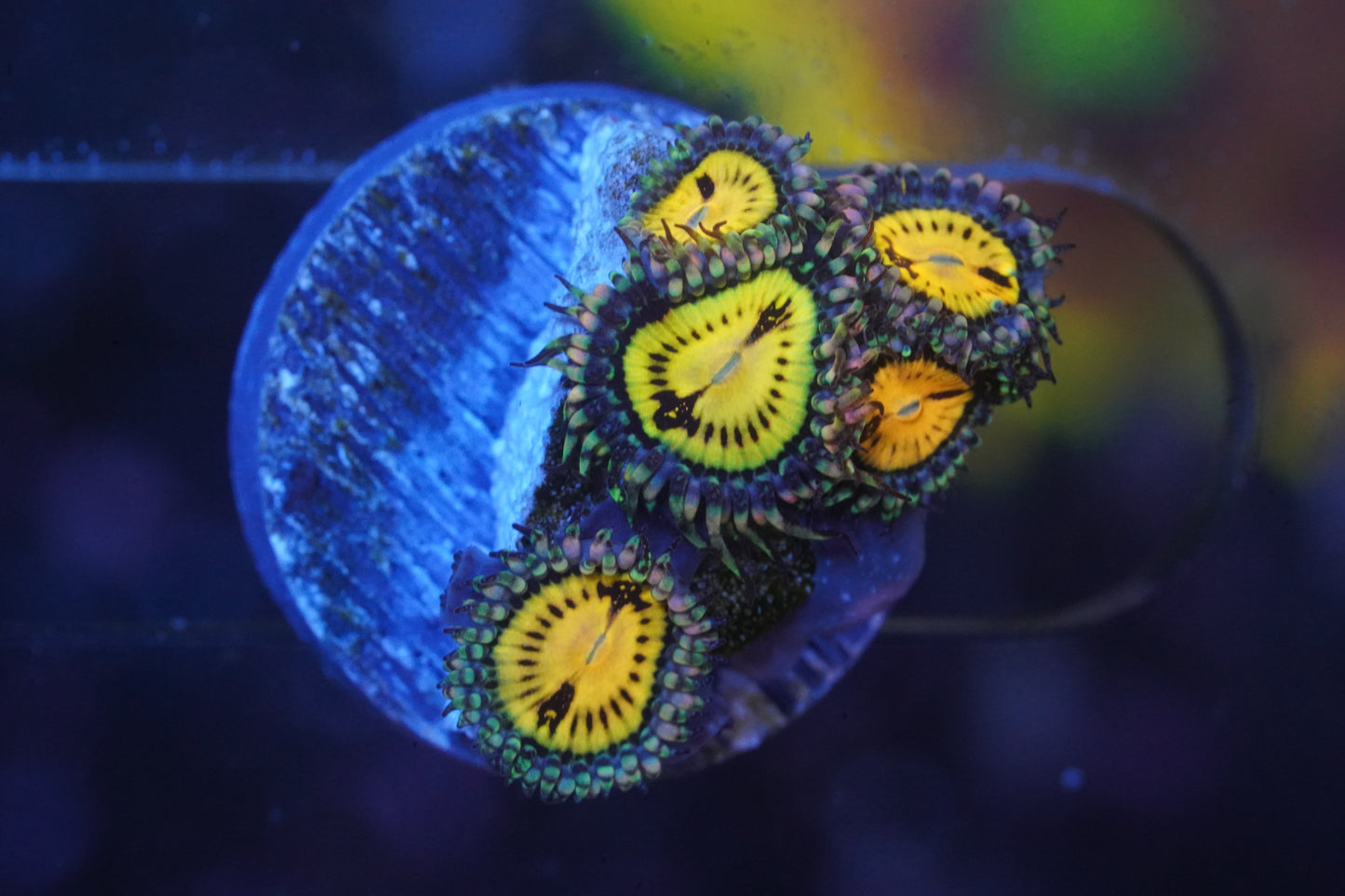 Butt Muncher Zoanthid - WYSIWYG