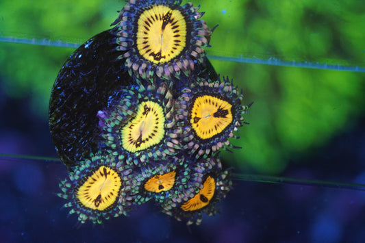 Butt Muncher Zoanthid - WYSIWYG