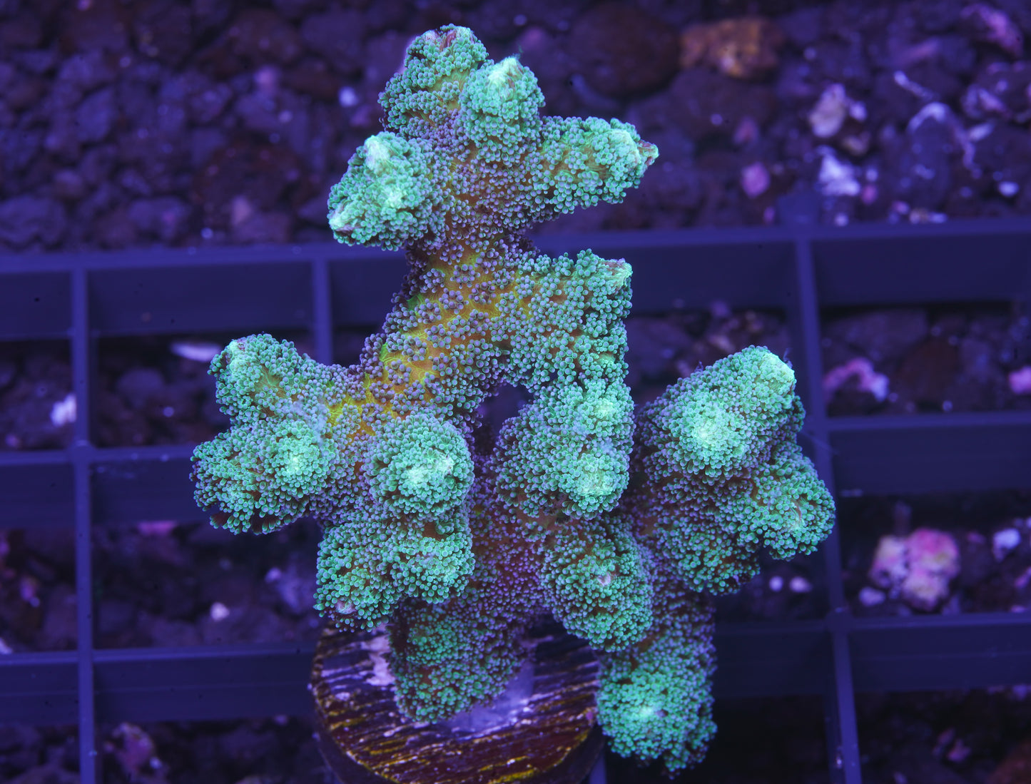 ORA Bird of Paradise XL - Aquacultured WYSIWYG