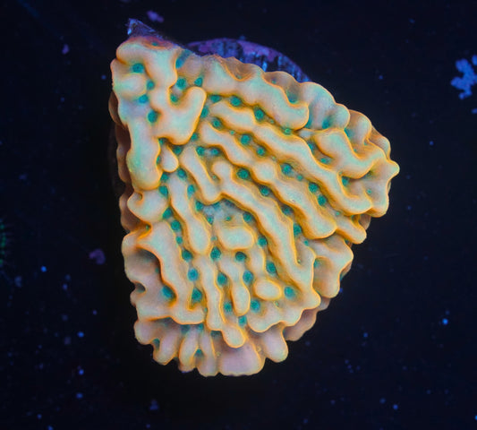 JF Beach Bum Montipora- WYSIWYG