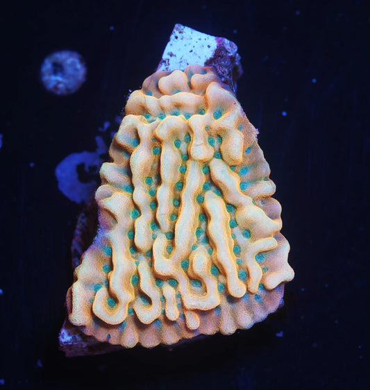 JF Beach Bum Montipora- WYSIWYG