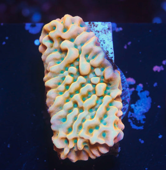JF Beach Bum Montipora- WYSIWYG