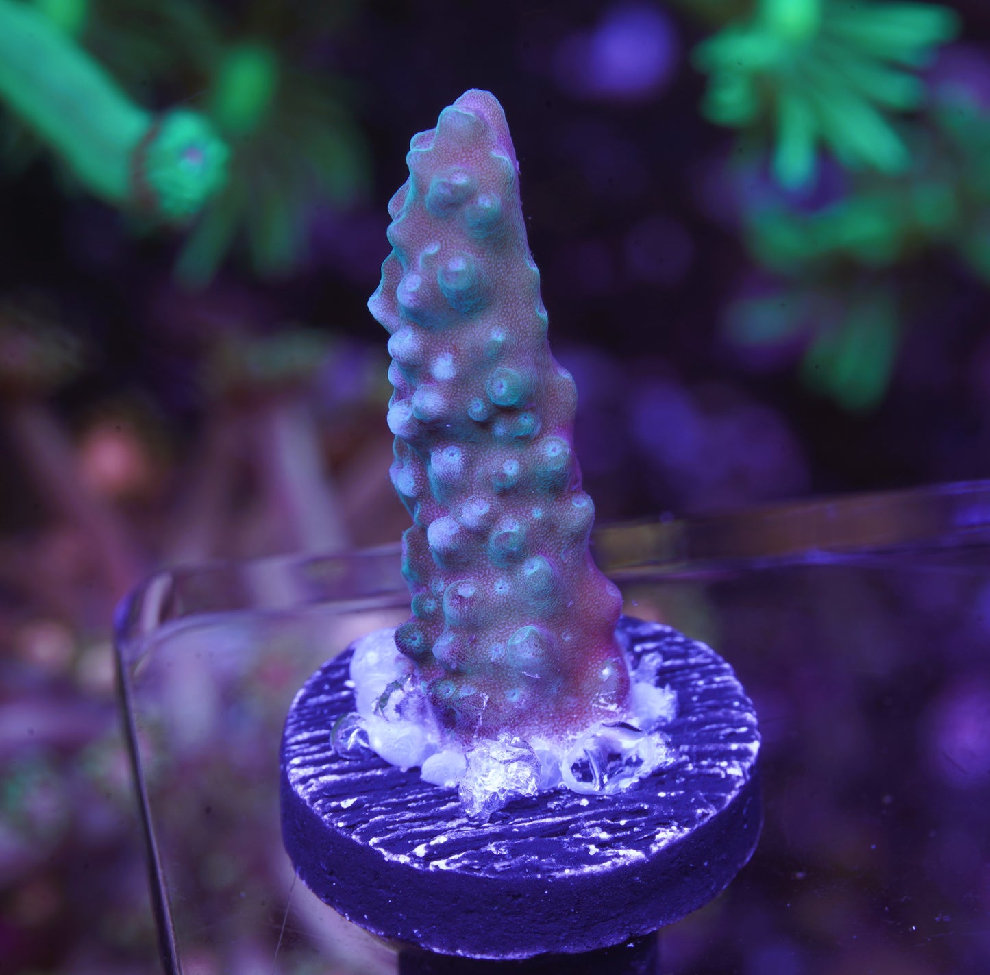 Blue Staghorn Acropora - Aquacultured WYSIWYG