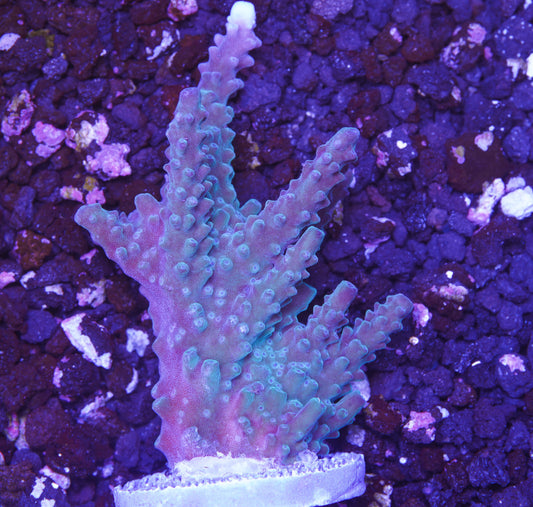 Blue Staghorn Acropora - Aquacultured WYSIWYG
