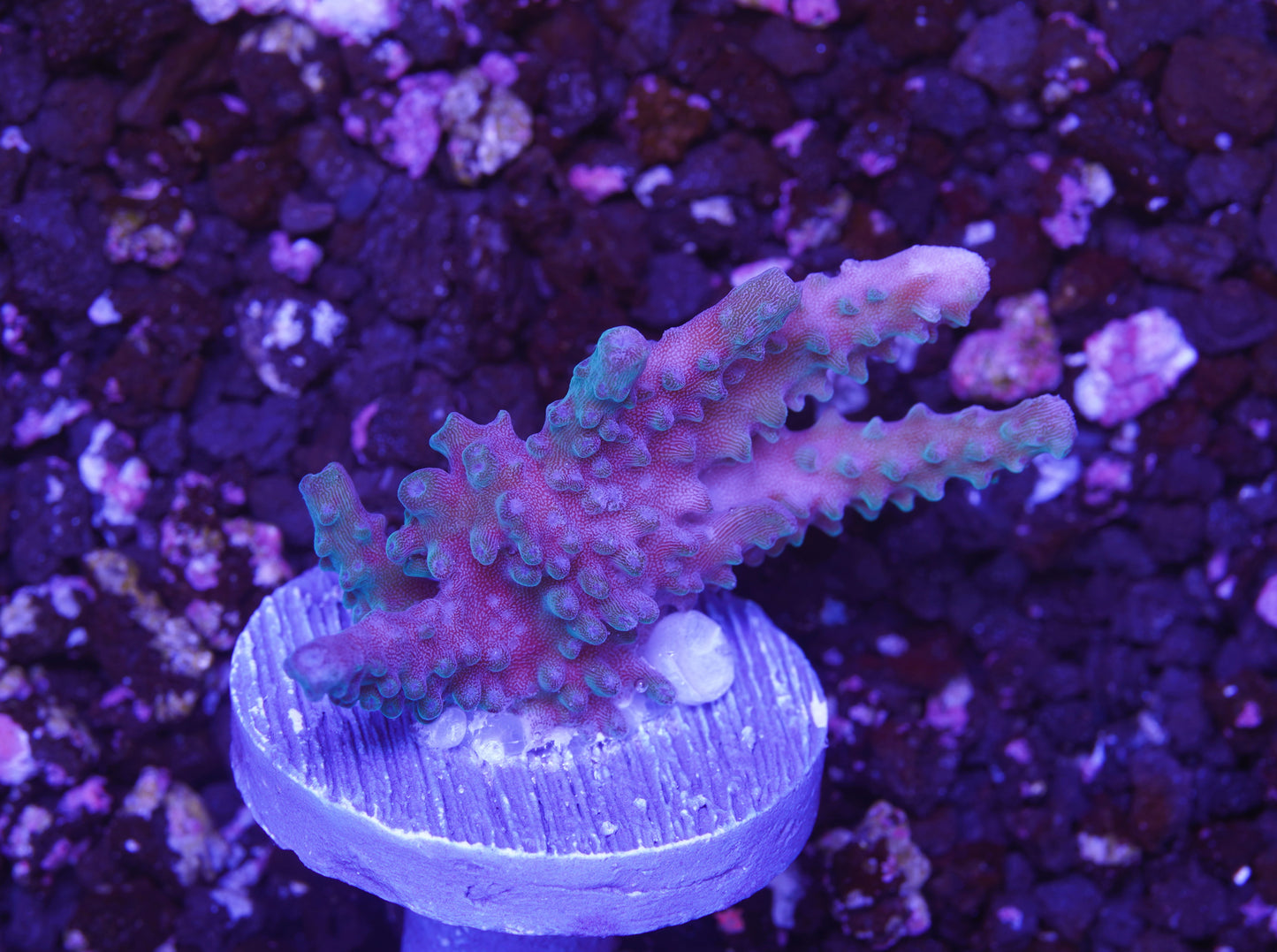 Blue Staghorn Acropora - Aquacultured WYSIWYG
