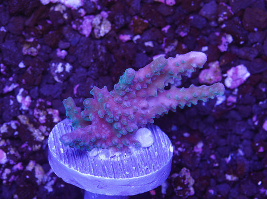 Blue Staghorn Acropora - Aquacultured WYSIWYG