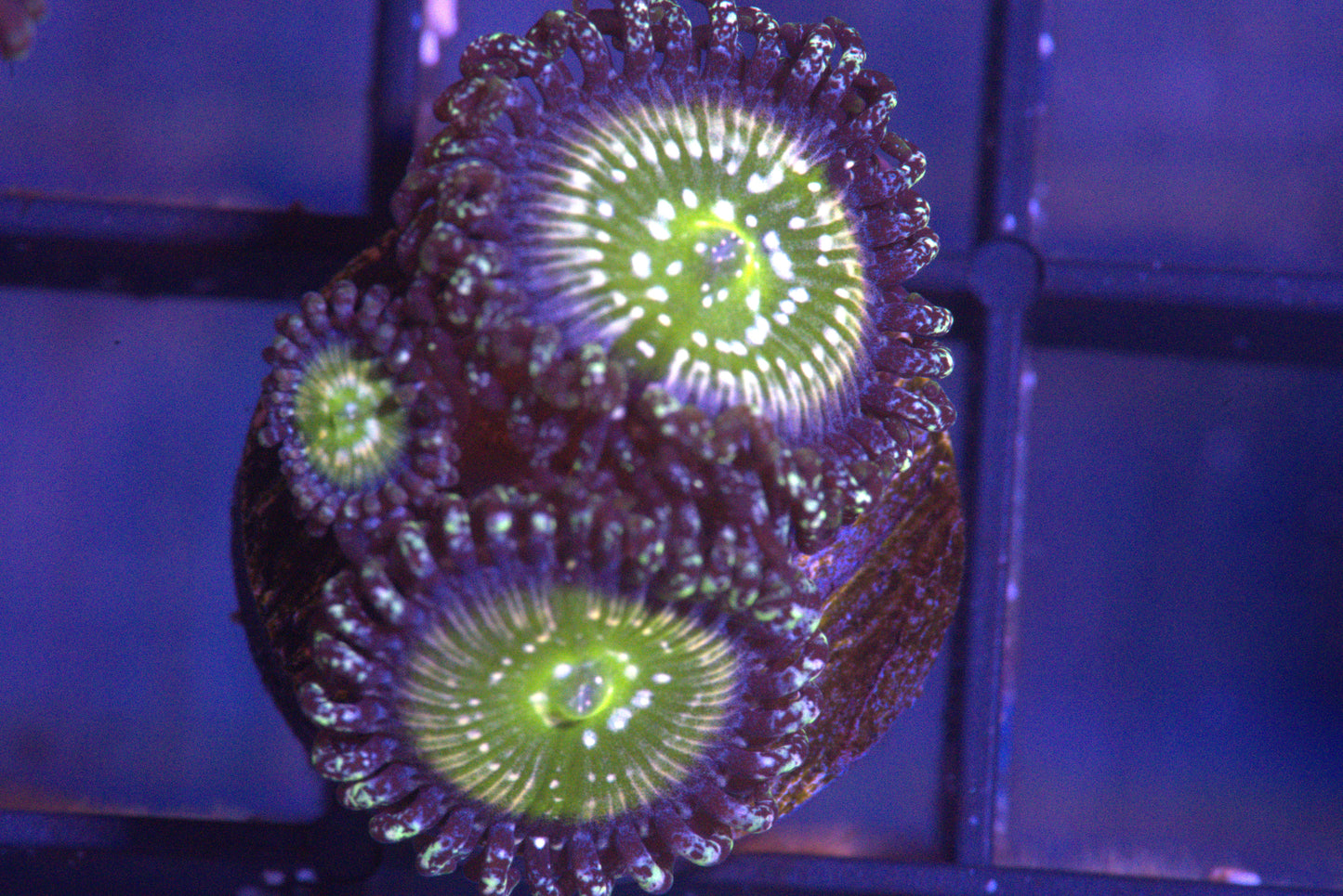 Frozen Apple Zoanthid