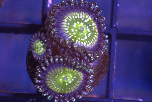 Frozen Apple Zoanthid