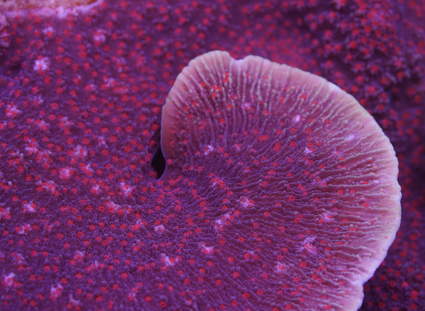 Purple Montipora Cap - Cut to Order